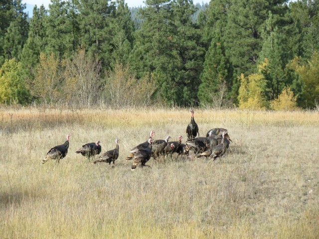 Wild Turkeys BC