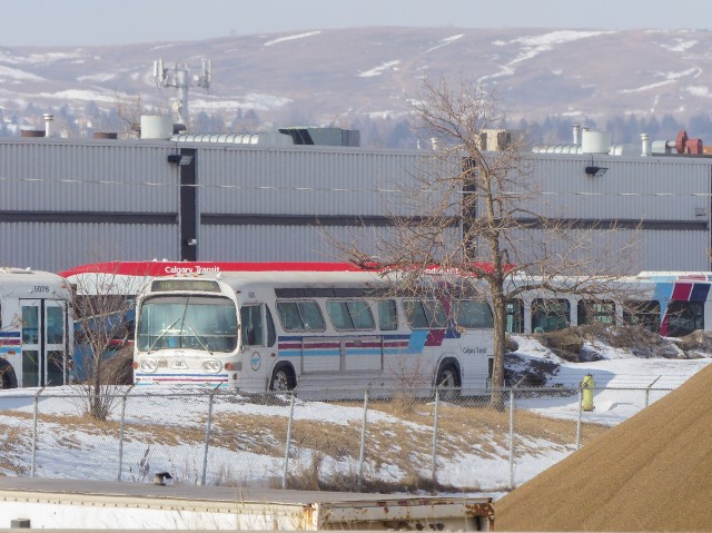 Calgary Transit Fishbowl bus