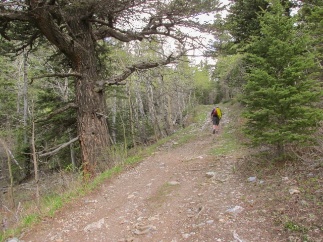 Hiking Grass Pass trail