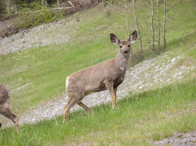 Deer Kananaskis