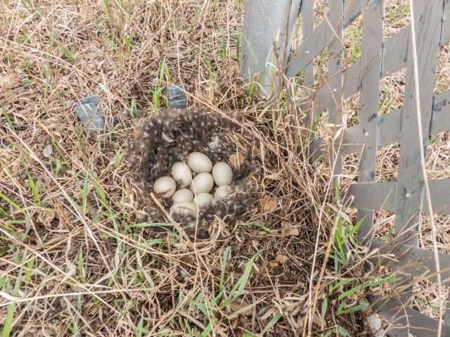 Duck nest and eggs