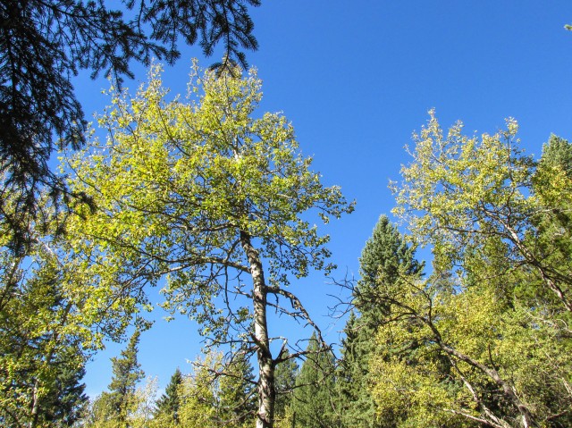 Alberta blue skies