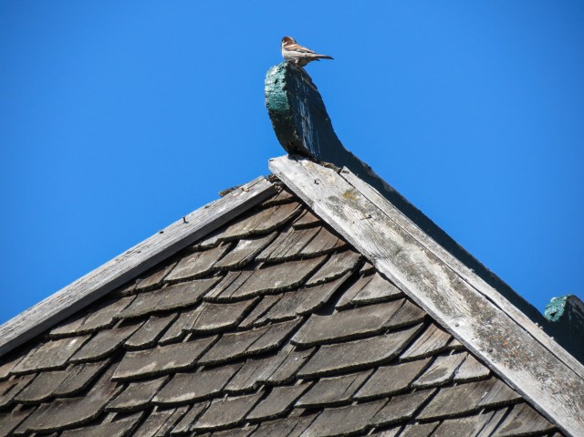 Bird on a building