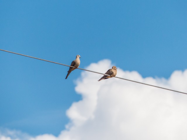 Doves on a wire