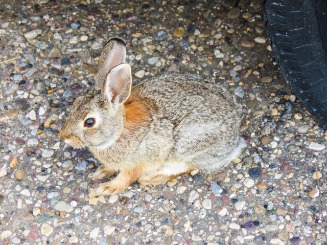 Warner Alberta bunny