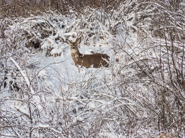 Wild Deer Calgary