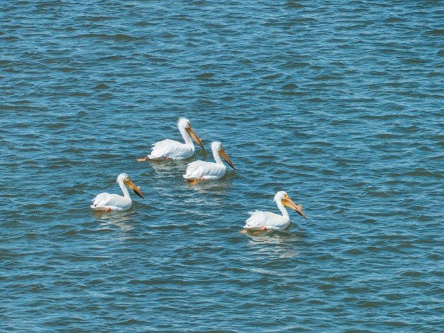 Pelicans Alberta