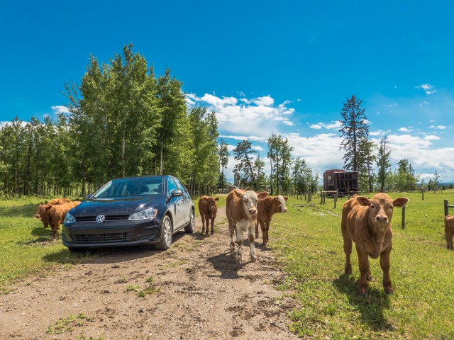 Car and cows