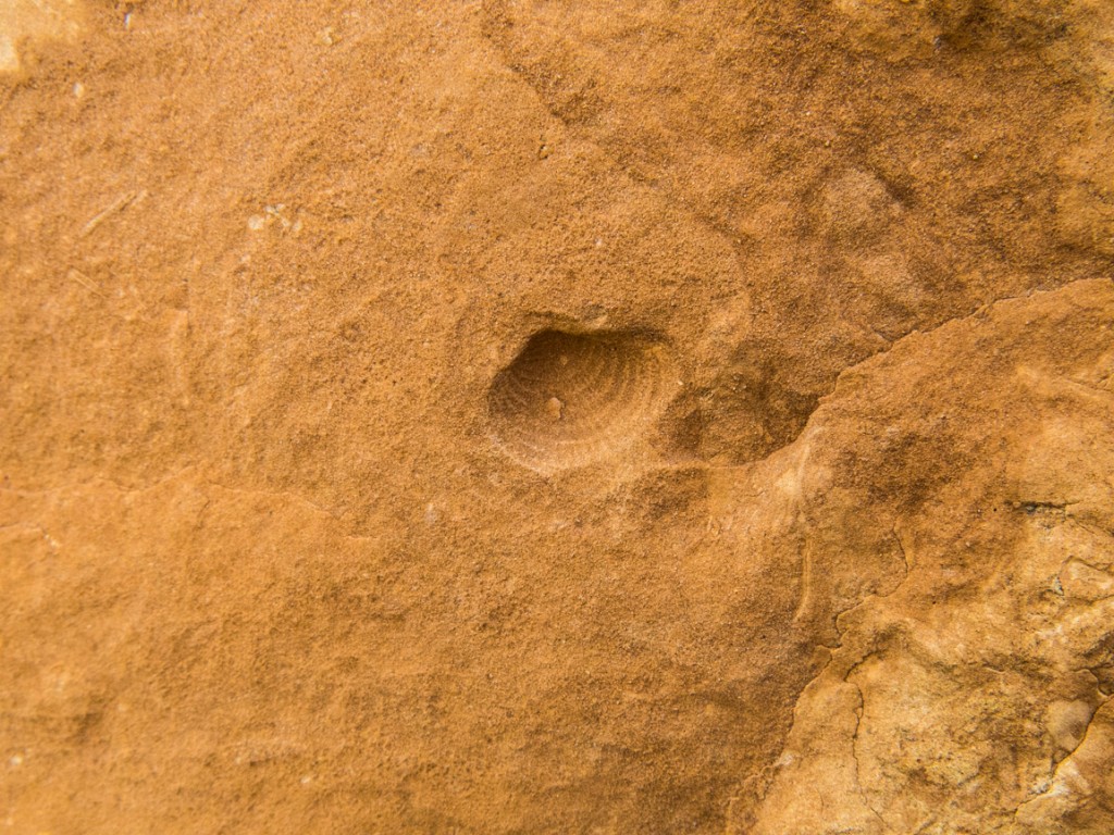 Red Rock Coulee fossil