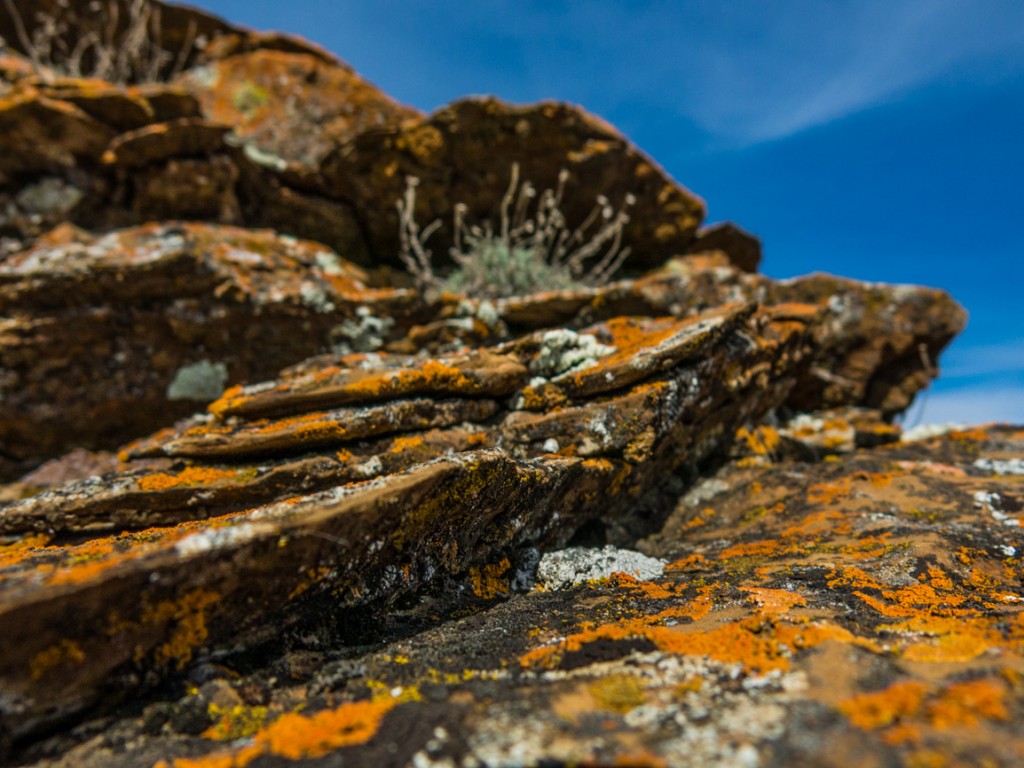 Red Rock Coulee lichen