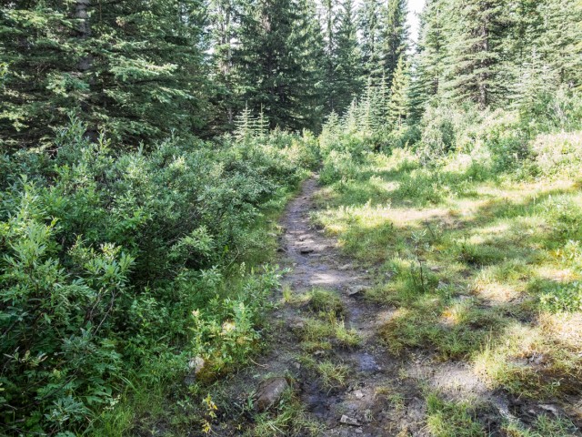 Mt Lipsett trail