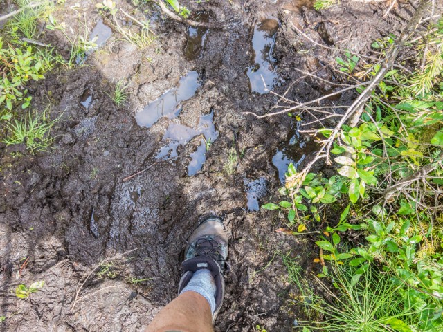 Mt Lipsett trail mud