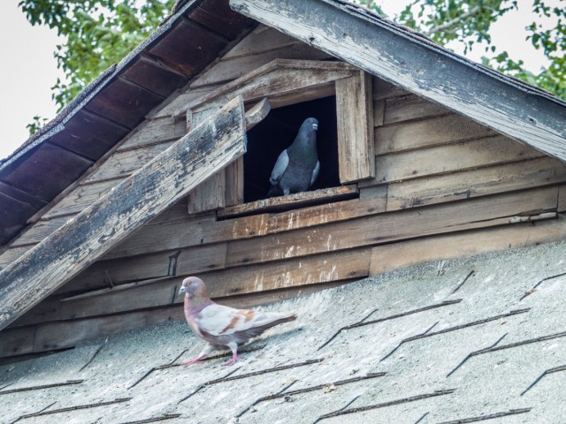 Old house pigeons