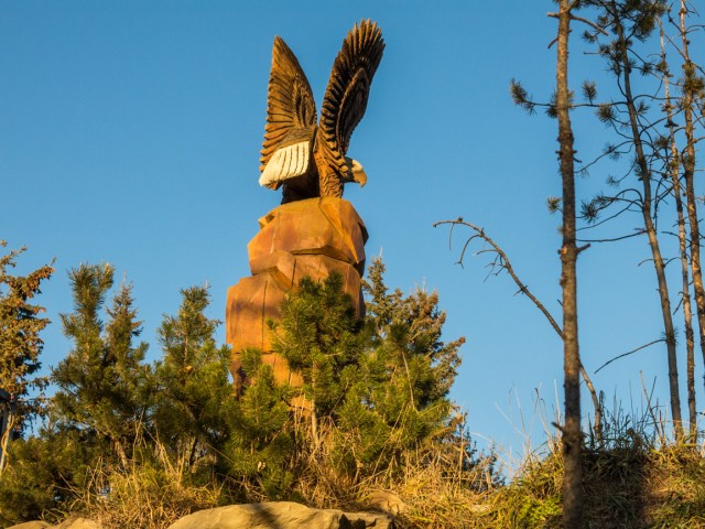 Calgary Zoo Eagle