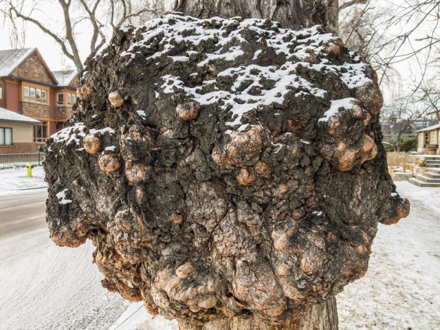 Tree burl