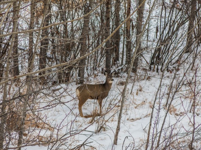 Deer in Cochrane