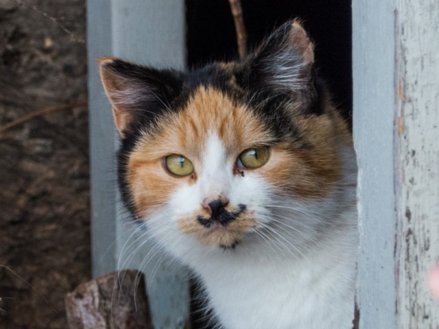 Rowley Alberta cat