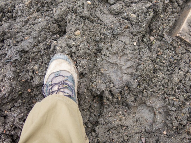 Bear prints in mud