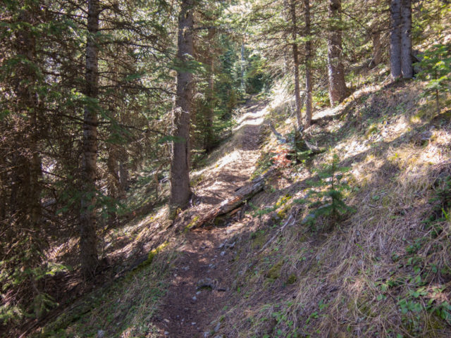 Trail up Gunnery Mountain