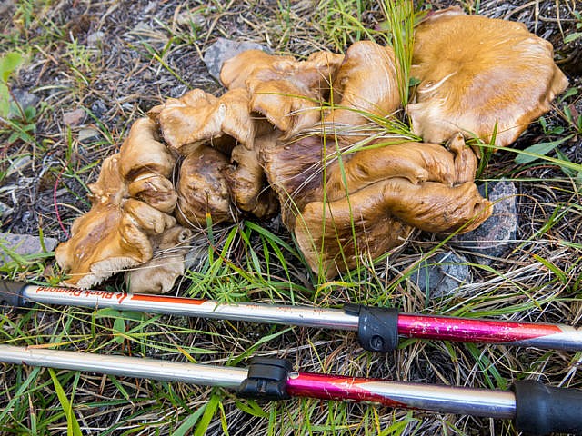 Hell's Ridge Mushrooms