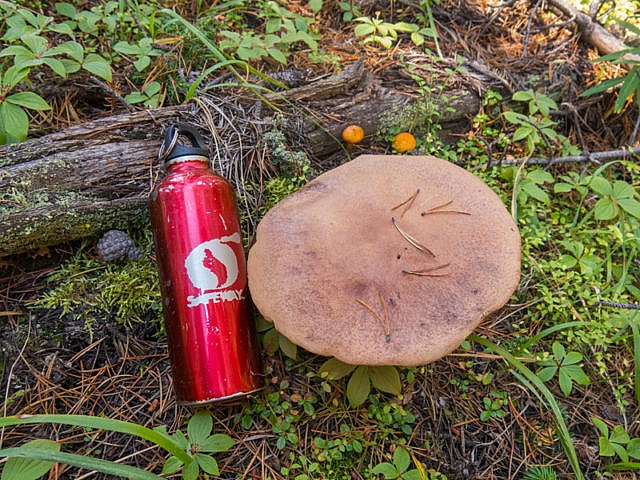 Huge Mushroom Kananaskis