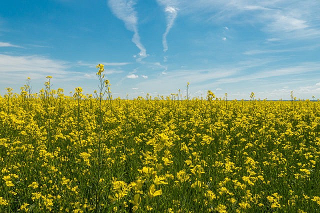 Canola/Mustard Field Alberta