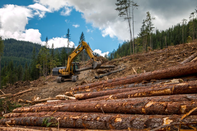 Atco Logging Reclamation