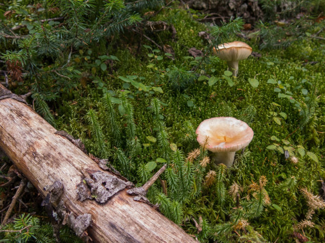 Kananaskis Mushrooms