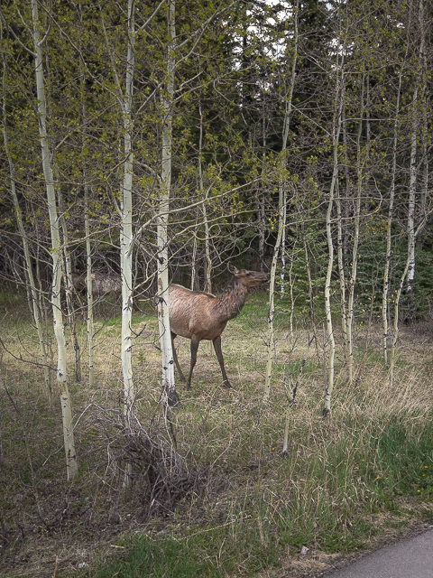 Elk Canmore Alberta