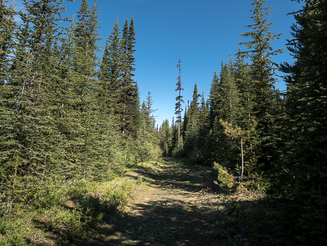 James Walker Creek Trail