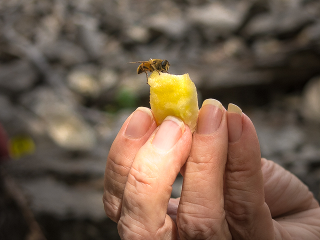 Bee on Pineapple