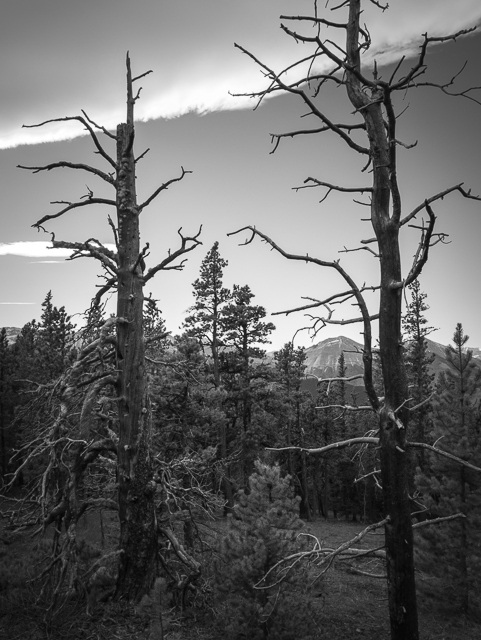 Dead Trees Hunchback Hills