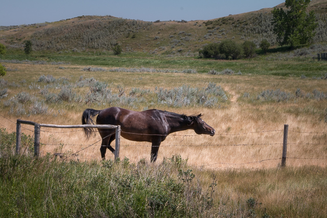 Horse Saskatchewan