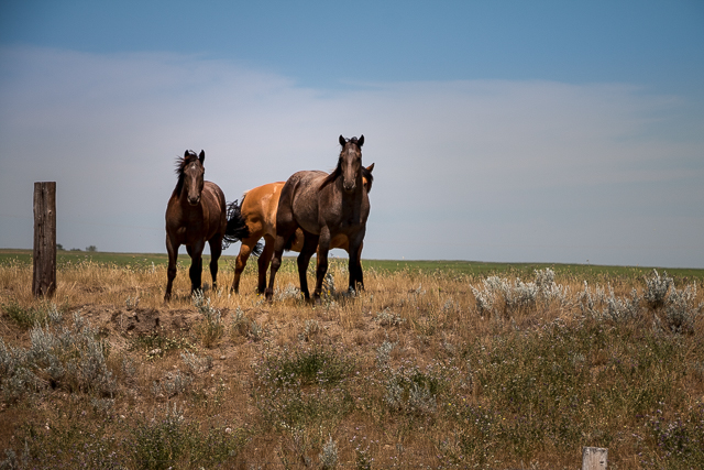 Saskatchewan Horses