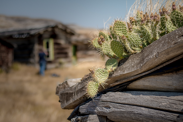 Cactus Alberta Badlands