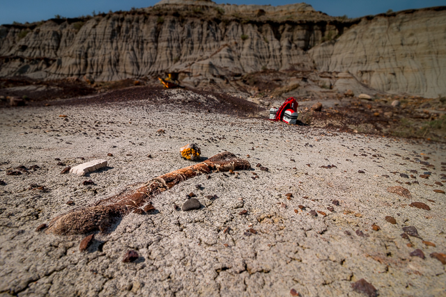 Dinosaur Fossil Alberta