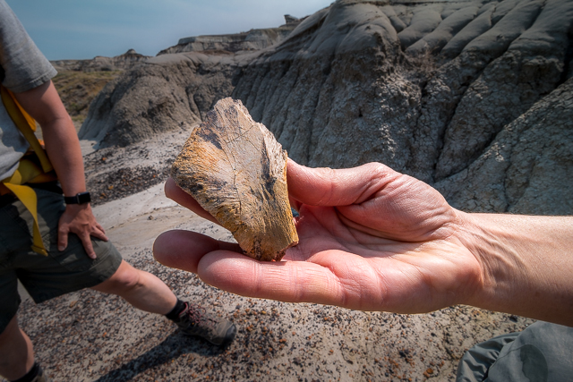 Dinosaur Provincial Park Fossil
