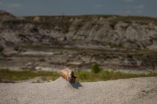 Fossil Discovery Dino Provincial Park