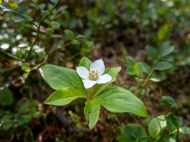 Bunchberry Plant