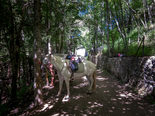Horses El Camino Trail