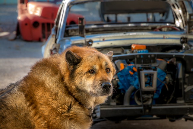Frostbite Hotrods Guard Dog
