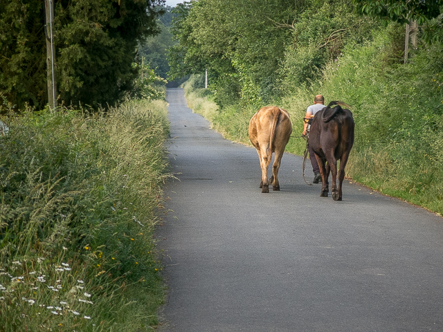 El Camino Trail Cows