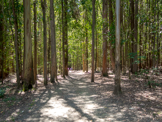 El Camino Trail Eucalyptus