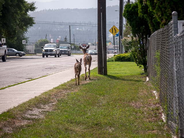 Deer Wandering Cranbrook BC