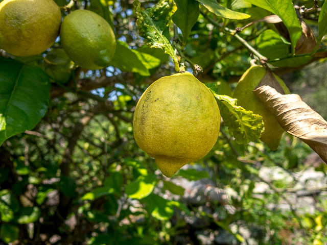 Lemons Grow Wild Spain