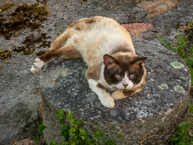 Feral Cat Spain