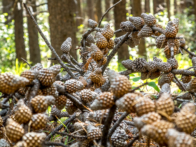 Pine Cone Cluster