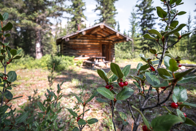 Old Cabin in Banff Park