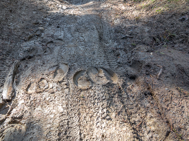 Mud Tom Snow Trail