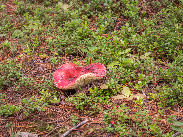 Mushrooms Kananaskis